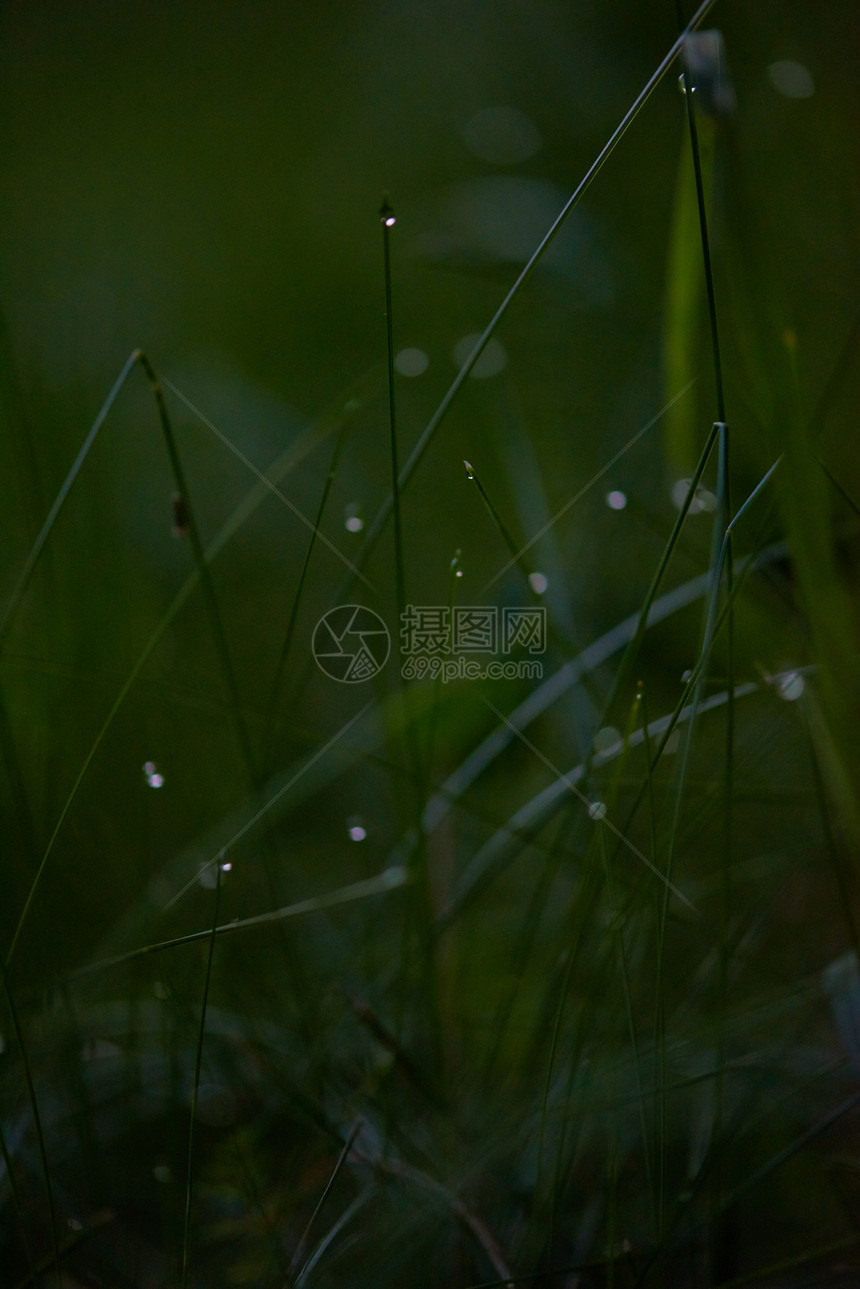 草新鲜的绿草露珠特写太阳柔的焦点抽象的自然背景图片