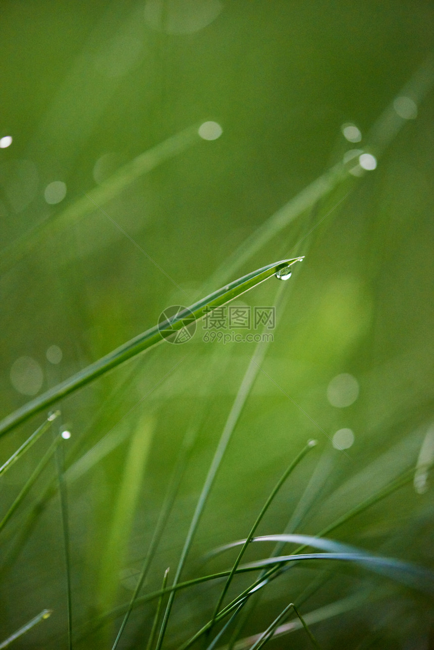 草新鲜的绿草露珠特写太阳柔的焦点抽象的自然背景图片