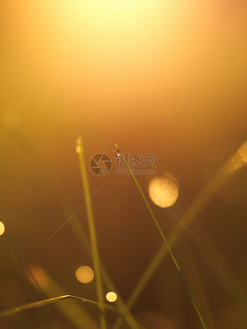 草新鲜的绿草露珠特写太阳柔的焦点抽象的自然背景图片