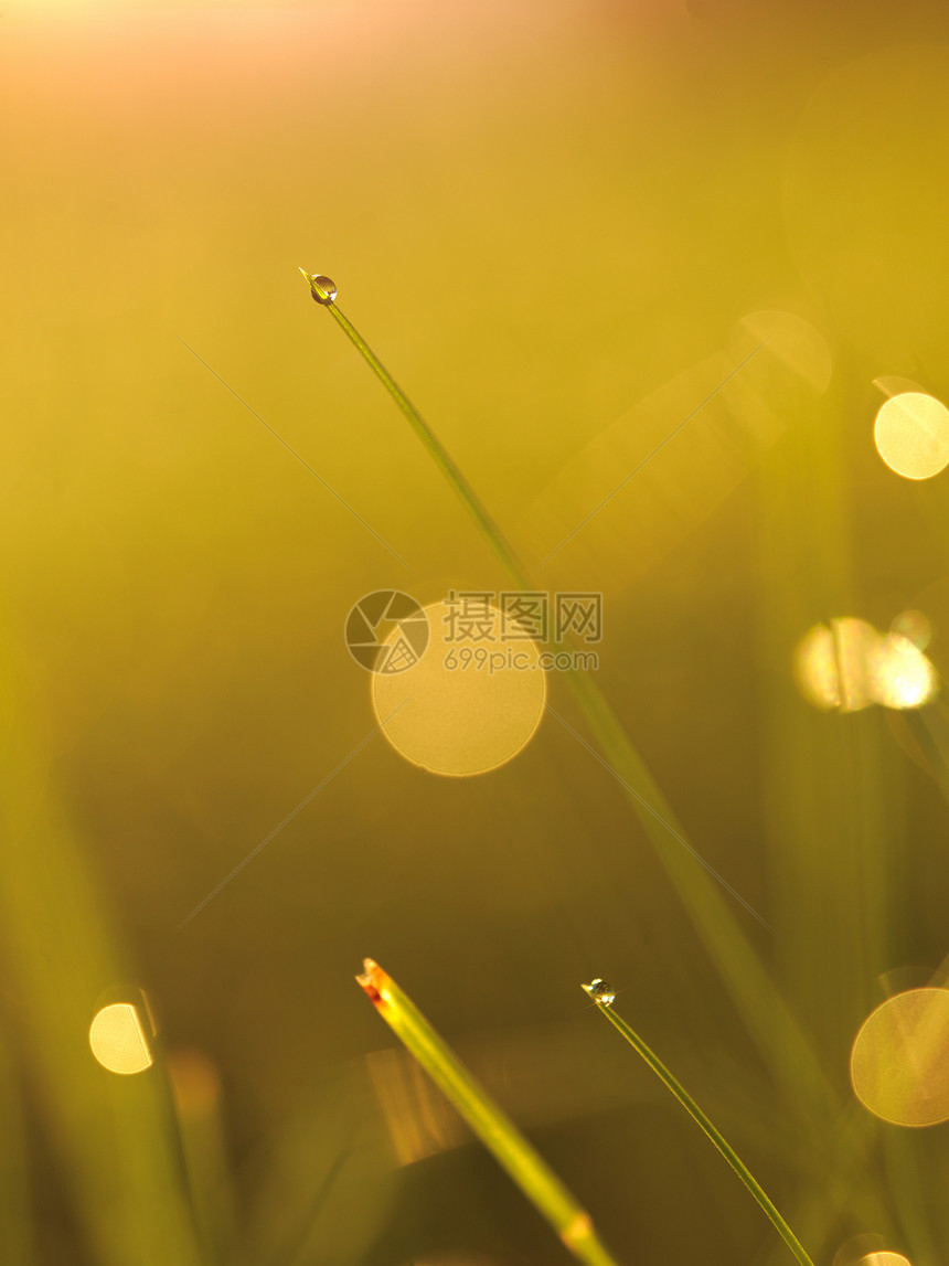 草新鲜的绿草露珠特写太阳柔的焦点抽象的自然背景图片