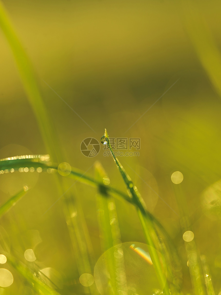 草新鲜的绿草露珠特写太阳柔的焦点抽象的自然背景图片