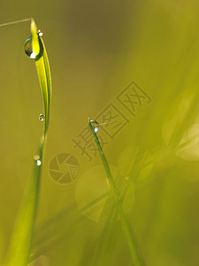 草新鲜的绿草露珠特写太阳柔的焦点抽象的自然背景图片