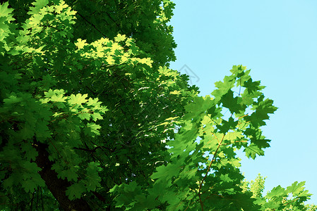 绿色的树糠框角与蓝天太阳耀斑背景图片