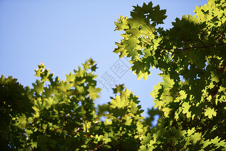 太阳框绿色的树糠框角与蓝天太阳耀斑背景背景