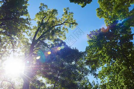 弗拉姆贝绿色的树糠框角与蓝天太阳耀斑背景背景