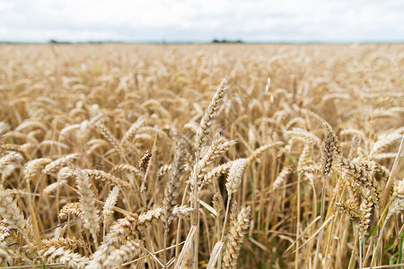 农业农业谷物土地种植成熟小麦穗黑麦穗图片