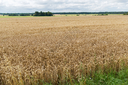 农业农业谷物土地种植成熟小麦穗黑麦穗图片