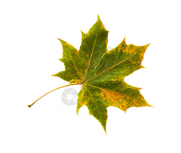 自然,季节,秋天植物学干落枫叶背景图片
