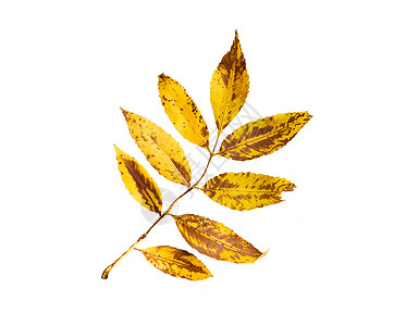 自然季节秋季植物学干落灰树叶图片