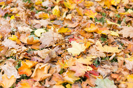 秋天,季节自然草地上落叶枫叶图片