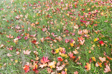 秋天,季节自然草地上落叶枫叶图片