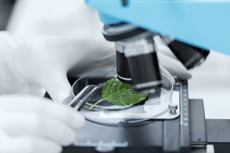 科学化学生物学人的临床实验室用显微镜绿叶制作研究密切科学家的手图片