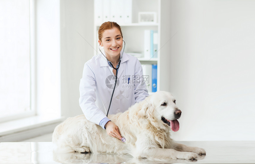 医学,宠物,动物,保健人的快乐的兽医医生用听诊器检查黄金猎犬兽医诊所图片