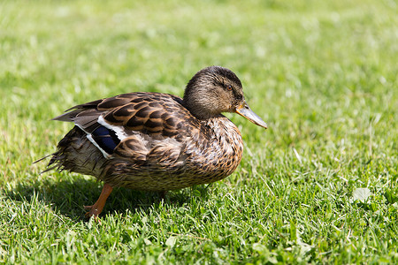 自然,鸟类学鸟类鸭子绿色的夏季草地上行走图片