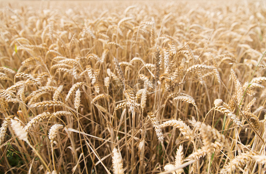 农业,谷物,土地种植纹理成熟小麦穗黑麦穗的领域图片