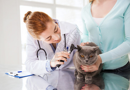 英国医生医学,宠物,动物,保健人的快乐的妇女兽医医生与耳镜检查英国猫耳朵兽医诊所背景
