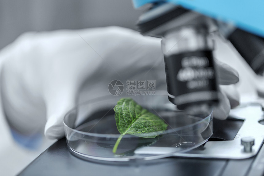 科学化学生物学人的临床实验室用显微镜绿叶制作研究密切科学家的手图片