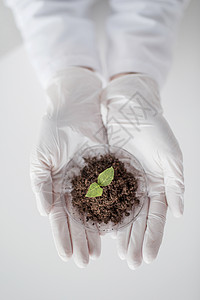 科学生物学生态学研究人的生物实验室用植物土壤样品握住培养皿的科学家手图片