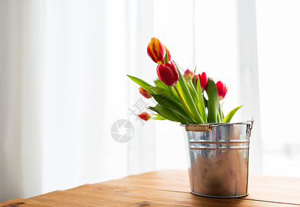 植物,春天,园艺植物郁金香花锡桶木制桌子上家图片