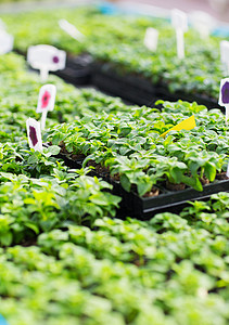 园艺,植物,农业植物学农场温室的幼苗图片