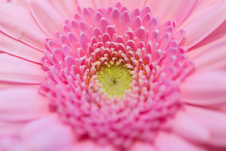 园艺,花卉,假日植物美丽的粉红色非洲菊图片