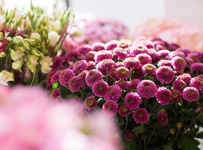 园艺,花卉,销售,假日植物美丽的菊花花店高清图片