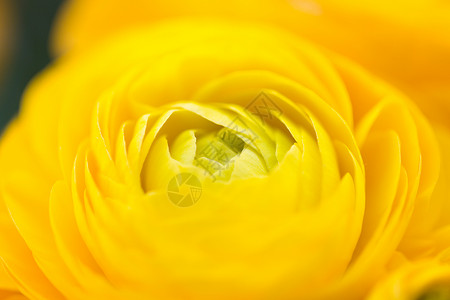 园艺,花卉,假日植物美丽的黄色毛花图片