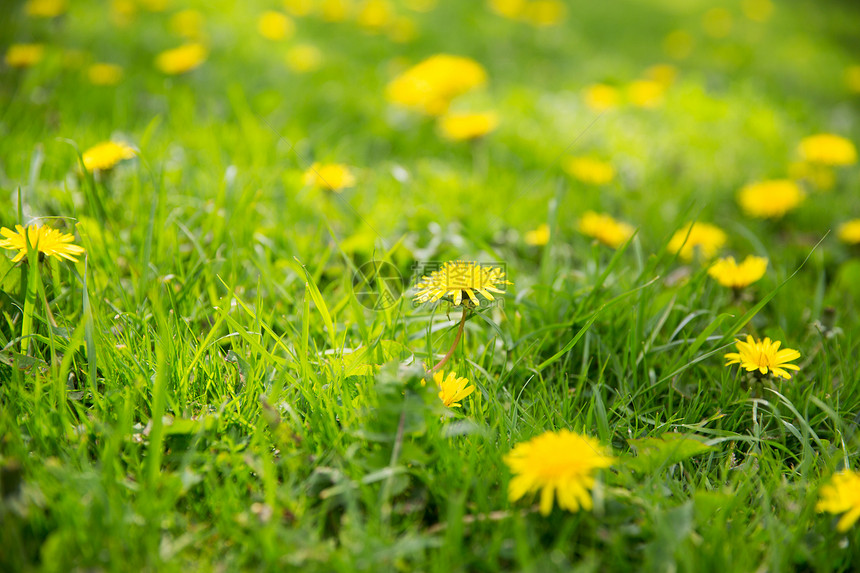 自然,植物学美丽的蒲公英花盛开夏天的田野上图片