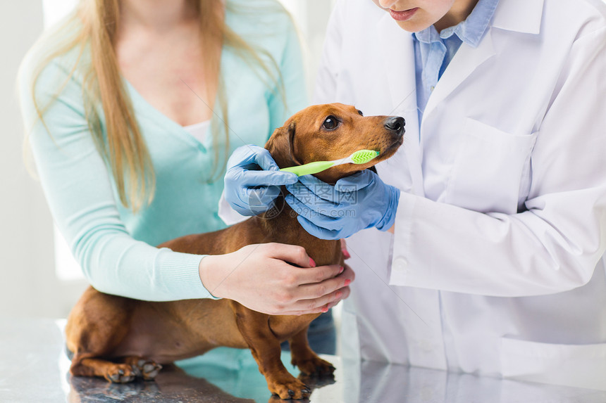 医学,宠物,动物,保健人的密切妇女与达奇森德兽医医生刷牙牙刷兽医诊所图片