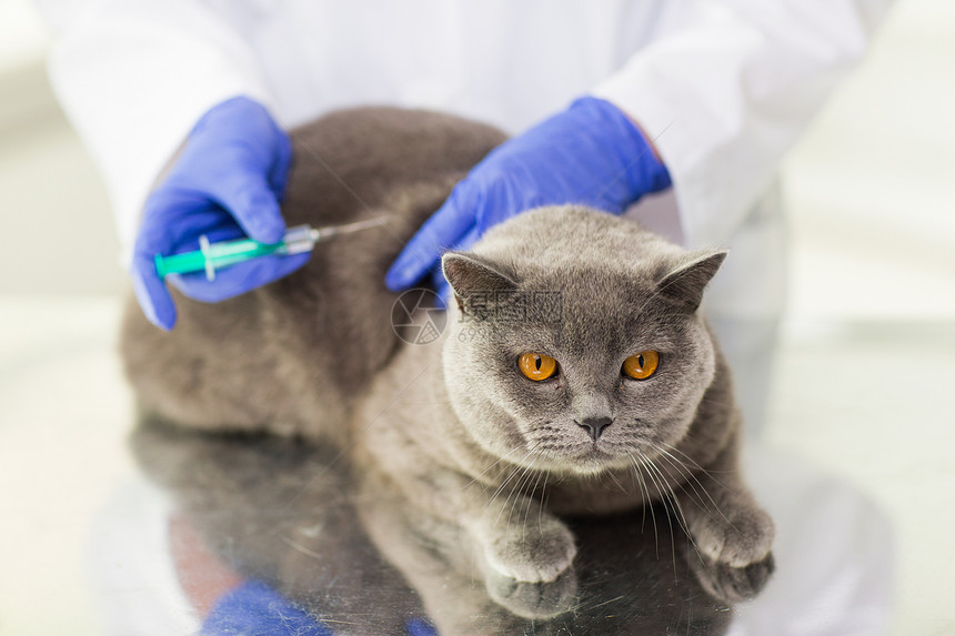 医学,宠物,动物,保健人的密切兽医医生与注射器疫苗注射英国猫兽医诊所图片