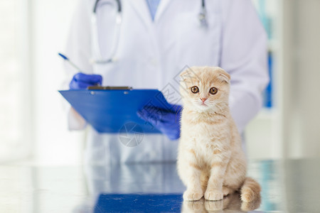 医学,宠物,动物,保健人的密切兽医医生苏格兰折叠小猫剪贴板兽医诊所图片