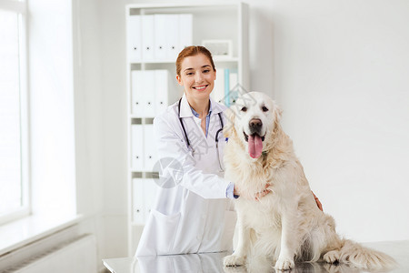 医学,宠物,动物,保健人的快乐的兽医医生与黄金猎犬兽医诊所图片