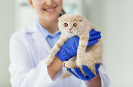 医学,宠物,动物,保健人的兽医医生苏格兰折叠小猫兽医诊所图片