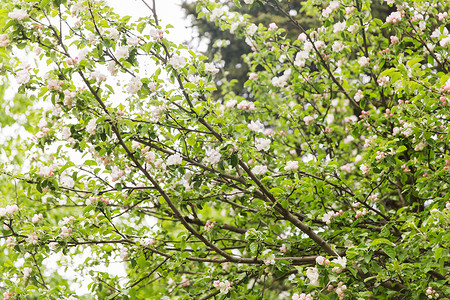 自然,植物学,园艺植物美丽盛开的苹果树树枝与花春天的花园背景图片