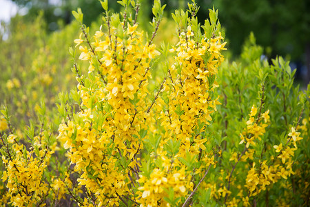 近春园自然植物学春园黄花连翘灌木的特写背景