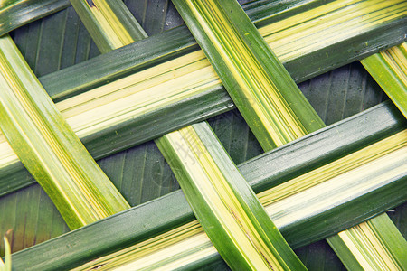植物学,自然,柳条,生态植物绿色棕榈树叶网格纹理图片