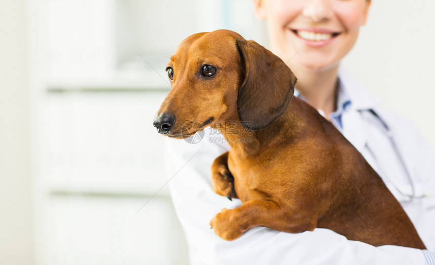 医学,宠物,动物,保健人的接近快乐的兽医兽医诊所持达奇森德狗图片