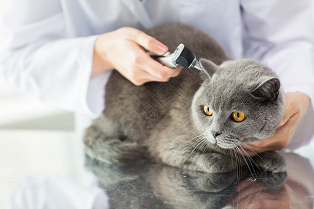 医学,宠物,动物,保健人的密切兽医医生与耳镜检查英国猫耳朵兽医诊所图片