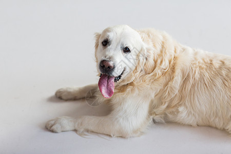 医学,宠物动物的黄金猎犬躺地板上图片