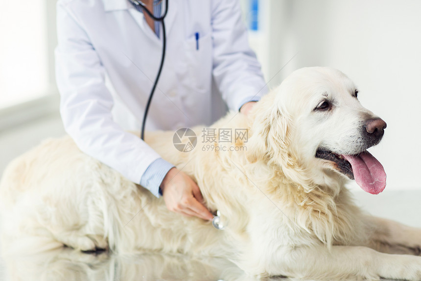 医学,宠物,动物,保健人的密切兽医医生与听诊器检查黄金猎犬兽医诊所图片