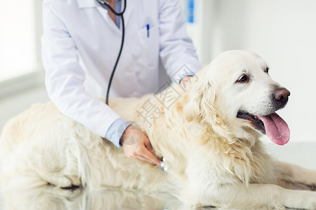 医学,宠物,动物,保健人的密切兽医医生与听诊器检查黄金猎犬兽医诊所图片