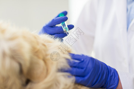 医学,宠物,动物,保健人的密切兽医医生与注射器疫苗注射黄金猎犬兽医诊所图片