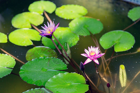 自然植物生物学夏季池塘中的睡莲图片