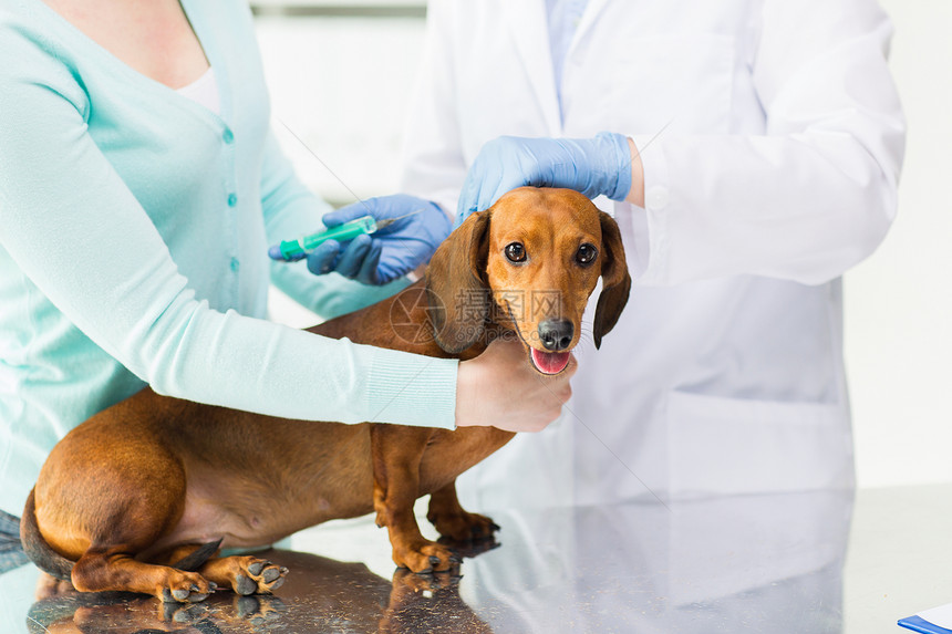 医学,宠物,动物,保健人的密切兽医医生与注射器制作疫苗注射达奇顺德狗兽医诊所图片