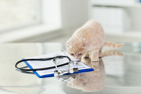 猫桌子医学,宠物,动物,猫保健苏格兰折叠小猫听诊器与剪贴板兽医诊所的桌子上背景