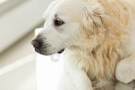 医学,宠物,动物保健黄金猎犬兽医诊所图片