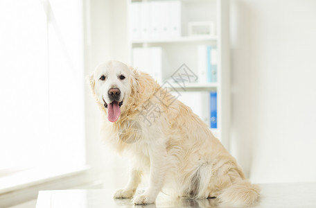 医学,宠物,动物保健黄金猎犬兽医诊所图片