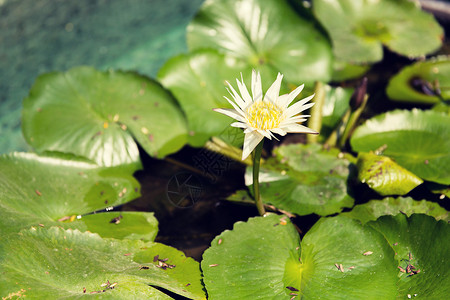 自然植物生物学池塘中的白色睡莲图片