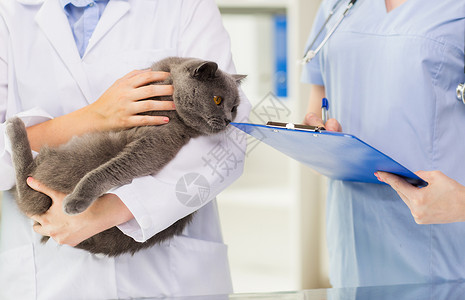医学,宠物,动物,保健人的密切兽医医生与英国猫助理剪贴板兽医诊所笔记图片