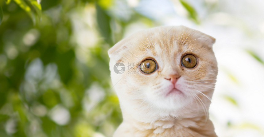 宠物,动物猫的苏格兰折叠小猫绿色的自然背景图片